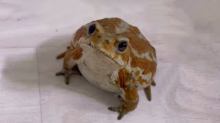 The care routine of a toad that loves its owner.