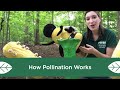 How Pollination Works