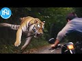 When Animals Go On A Rampage! Interesting Animal Moments CAUGHT ON CAMERA! #5