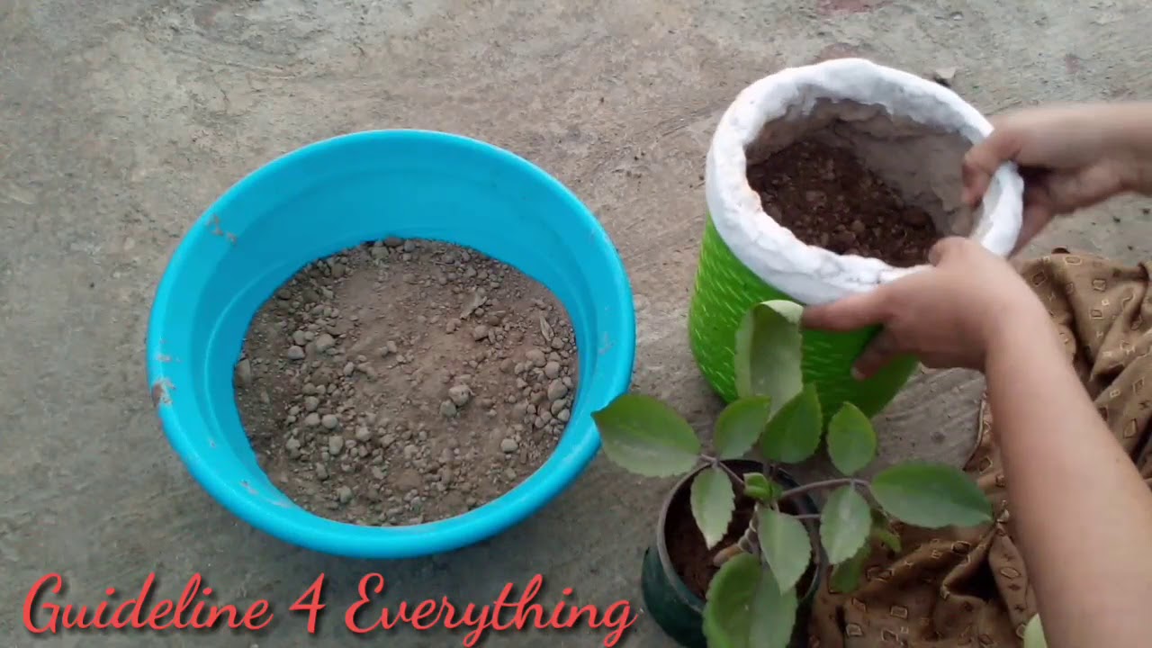 How to Transfer plant from small pot to a Big pot YouTube