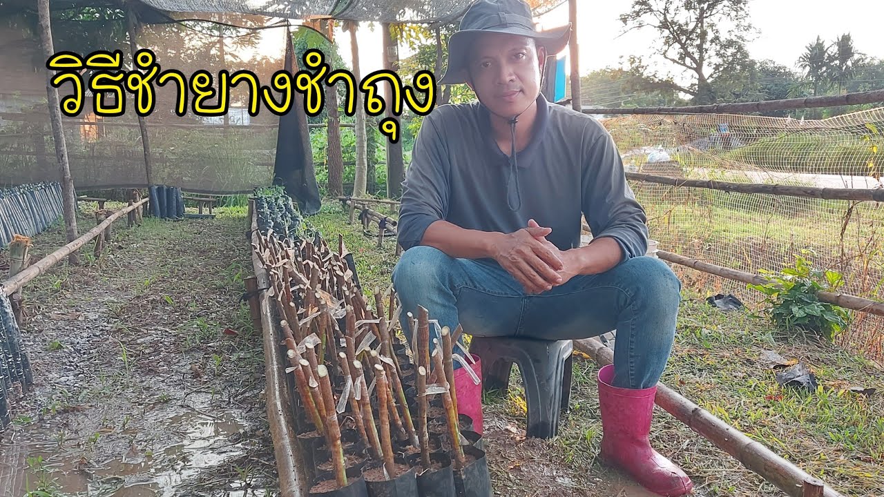 วิธีชำยางชำถุง | DEAW CHANNEL