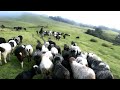 Himalayan shepherd life || A day of shepherds