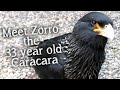 Meet The Birds | Introducing Zorro the Striated Caracara