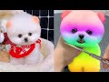 Cute Baby Animals Videos Compilation | Funny and Cute Moment of the Animals #47