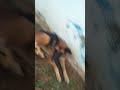 jerman Shepard ki ase aur video dakna ka liye subscribe Kara our like kara