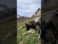 के दिउ चिनो मायालाइ❤️🙏❣️ #himalayan #nature