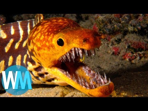 Video: Alles über Sägefisch Als Meeresbewohner
