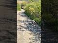 POV: KDYŽ FRANCouzSKÝ BULDOČEK RUDOLF SLAVÍ SVÁTEK PRÁCE PO SVÉ 🐾💨 #POV #funny PsíRadost #Shorts