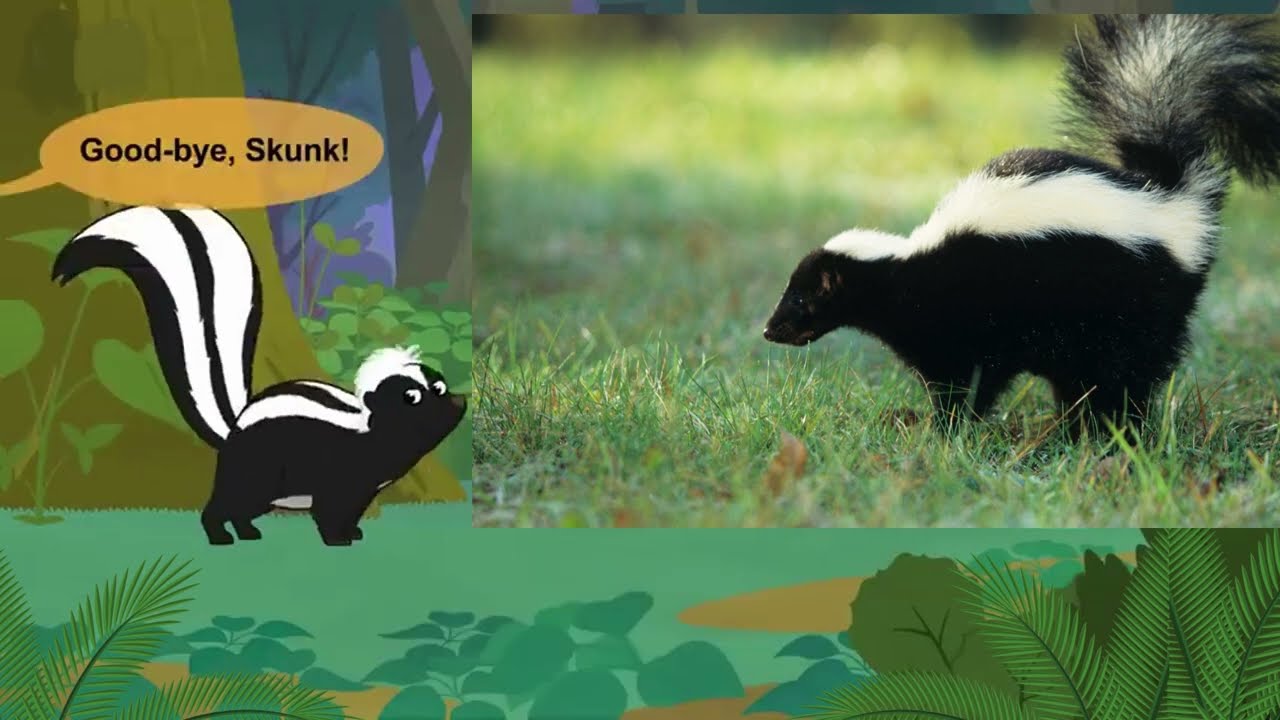 Meet the Animals || The Black and White Stinkers of the Animal World || Skunks🦨🦨