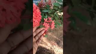 இட்லி பூ/தேச்சி பூ#ThechiPoo #Ixora #TamilHealthTips #NatureTamil #NaanYaar #VillagePlants#naanyaar