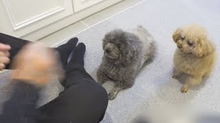 コロナ療養中、犬と遊ぶパパの様子がツボでした - YouTube