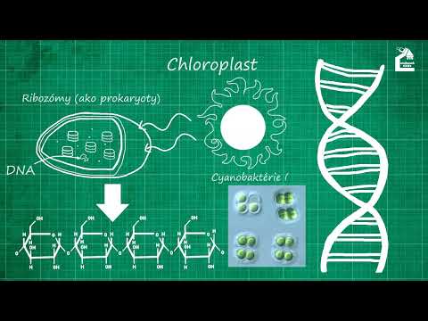 Video: Rozdiel Medzi Prokaryotickou A Eukaryotickou Replikáciou DNA