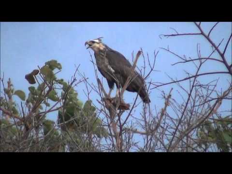 Águia Cinzenta com Carcaça de Tatu