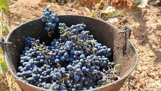 Bodegas Bleda en #JumillaVendimia