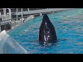 Amaya and dad in the same pool - Dec 2, 2018 - SeaWorld San Diego