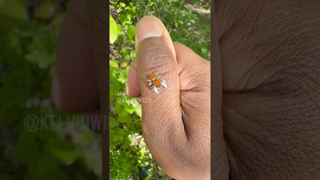 Male Whitman's Jumping Spider Mimicry