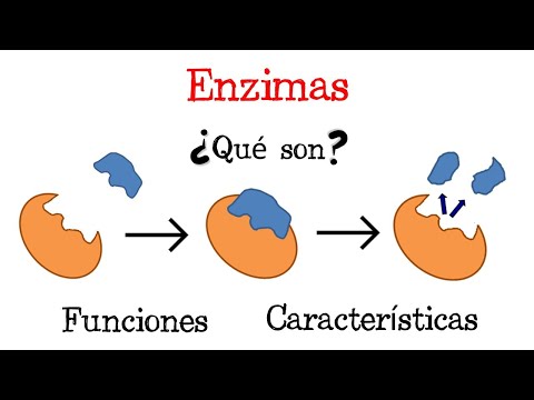 Video: ¿Las enzimas ralentizan las reacciones?