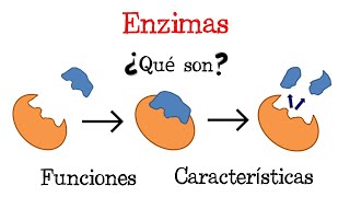 💥 ¿Qué son las Enzimas? 💥  [Fácil y Rápido] | BIOLOGÍA |