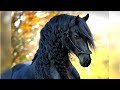 How to Bet Horses - Win, Place, Show Basics - YouTube