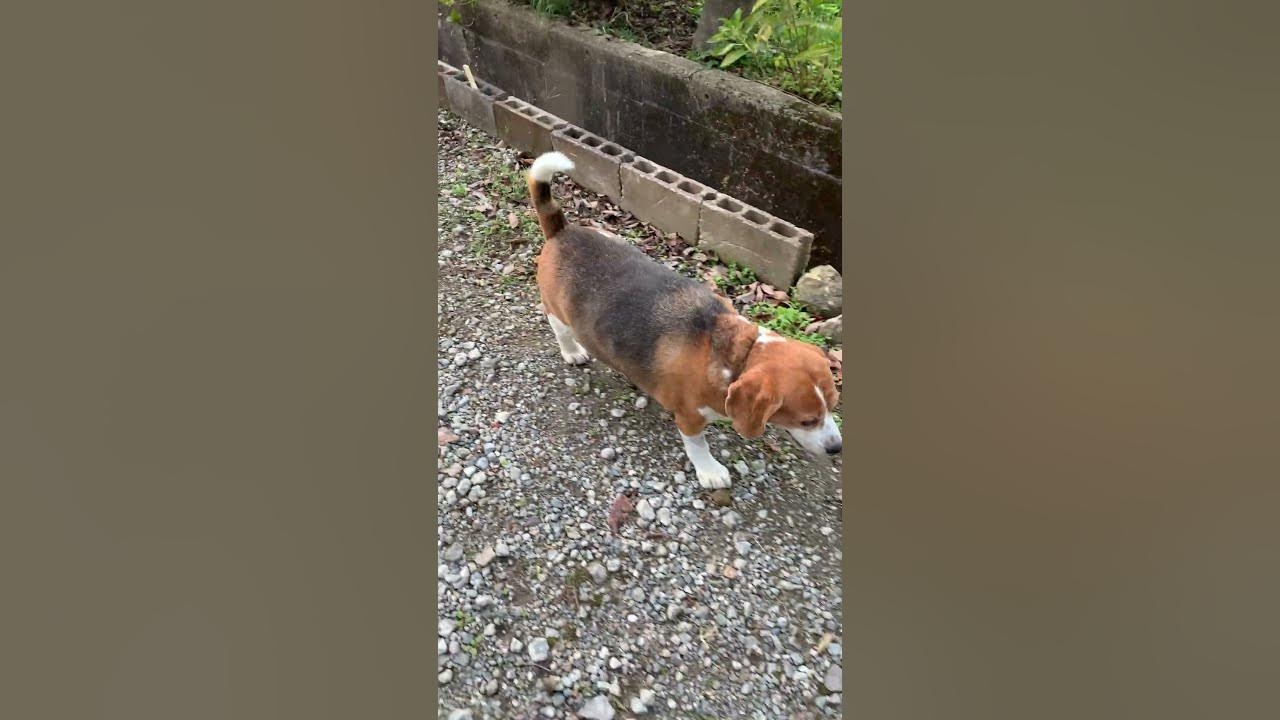 犬をリードから外すように訓練する方法