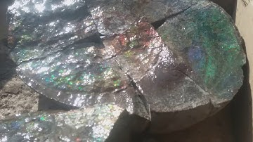 One sider concretion fossil