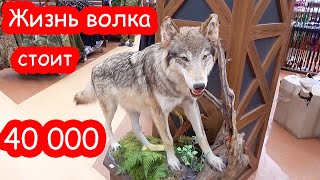 VLOG Мы купили лодку