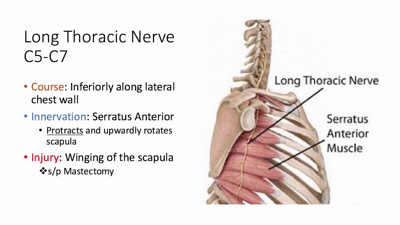 thoracic nerve