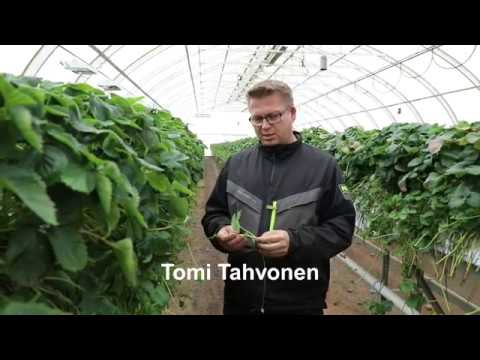 Tahvosten mansikantaimituotanto