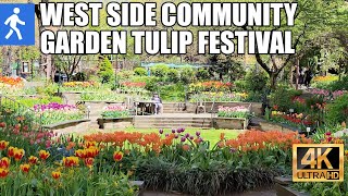 NYC walk: West Side Community Garden Tulip Festival (4K 60fps ASMR)