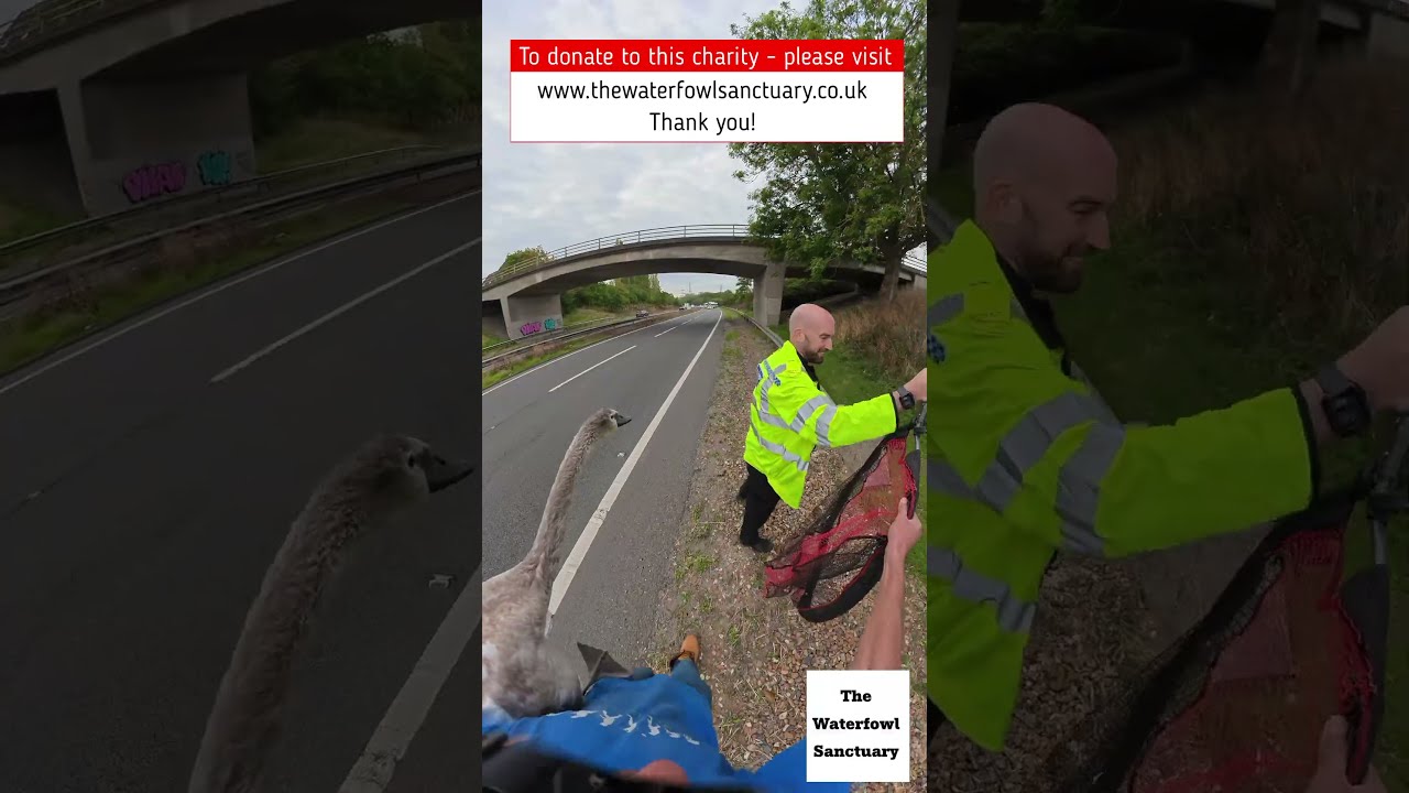 道路をうろつく若い白鳥を警察が救助、心温まる瞬間が約422万回再生中