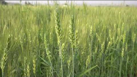 SMS Broadcast Software Free #add telegram:pmtsms