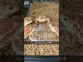 Bro's cooked (Random meme)#23 #shorts #memes