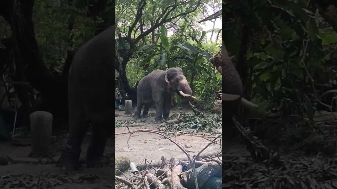 അന പട്ടതലയിൽ വെച്ചുള്ള നിൽപ്പ് കണ്ടോ 😱😱😱#shortsfeed #shorts #viral