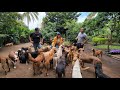 🐶🐕 El refugio con más PERROS en El Salvador 🇸🇻 conocimos más de 221 peludos😍🐕❤