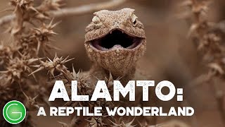 Alamto: A Reptile Wonderland (2014) | Full Documentary | Fathollah Amiri