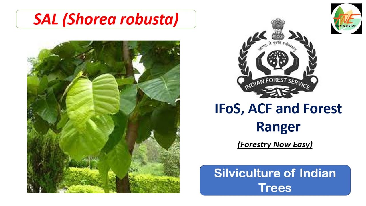 Sal || Silviculture of Indian Trees UPSC, IFS JPSC ACF and Forest Range Officer