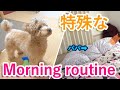 【閲覧注意】パパと犬の最近のモーニングルーティーンが特殊すぎて笑ったw【トイプードル】