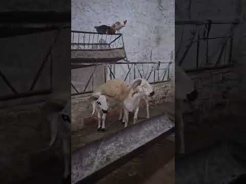 كاين 2 كباش فحولة ماشاء الله ولاية عين الدفلى