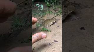 Catch big frogs funny |Try don't laugh |wepwep catching frogs make you laugh#shortsviral
