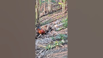 gà mái gọi trống chạy cực nhanh. poj qaib qus xeev lau dhias ceev