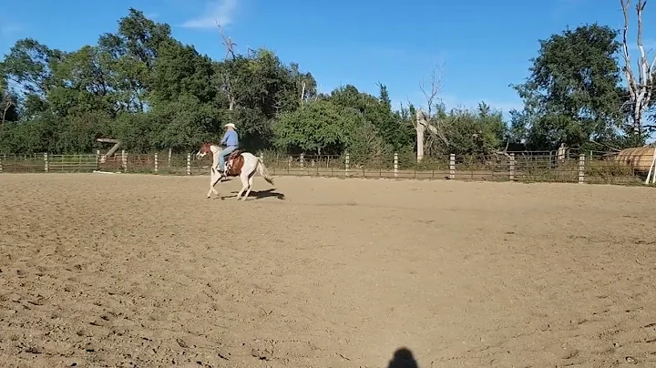 Chevy: reg 6 yr old paint gelding. Sells in Billin...