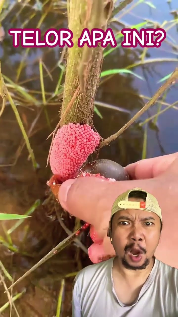 TELORNYA BANYAK BANGET!!!!!???