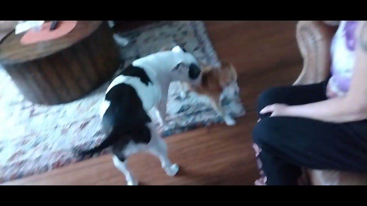 Rew Video DOGS VIDEO!! (Rew footage) #short - YouTube