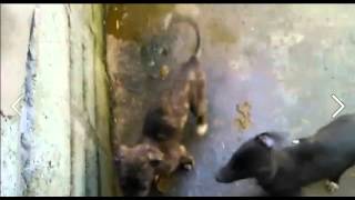 Greyhound neglact and abuse
Disgusting conditions of a greyhound breeders kennels and evn worse - a puppy subjected to alarming distress! Greyhound neglact and abuse