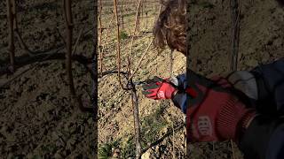 Potatura Guyot Ramificato