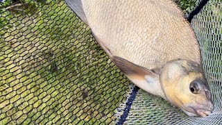 Feeder Fishing on the Canal in strong winds! 💨🎣 #fishing #bream #feederfishing #canal #shorts