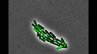 Caltech Researchers Find Pulsating Response to Stress in Bacteria