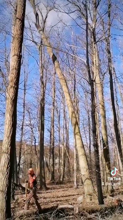 Wie fälle ich einen Baum? 🔥 YouTube