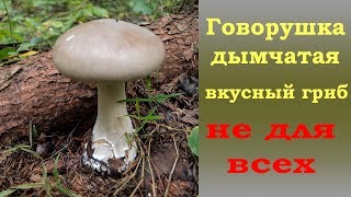 Говорушка Дымчатая Фото Съедобные