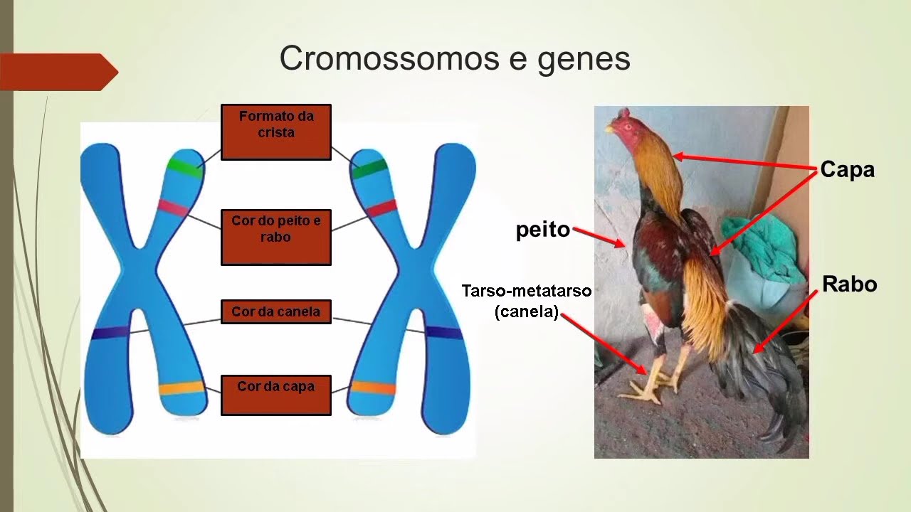 A cor do galo pode estar diretamente ligada a sua qualidade de combate?
